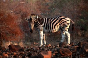 Burchill Zebra at Sunset in  Kruger Game Res